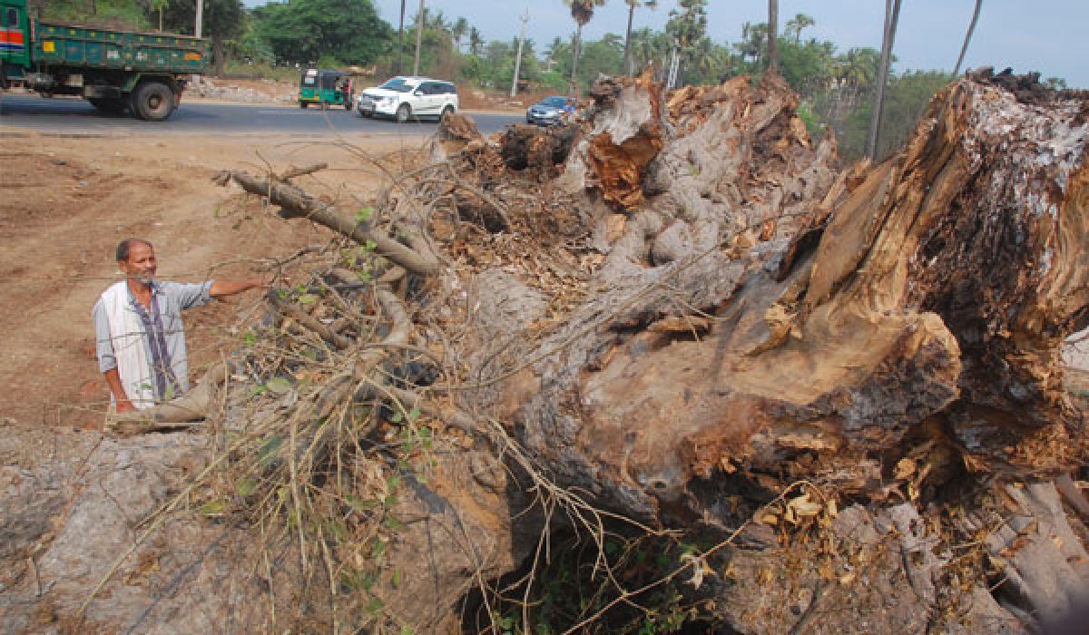 Greenery vanishes on Vijayawada-Machilipatnam  highway