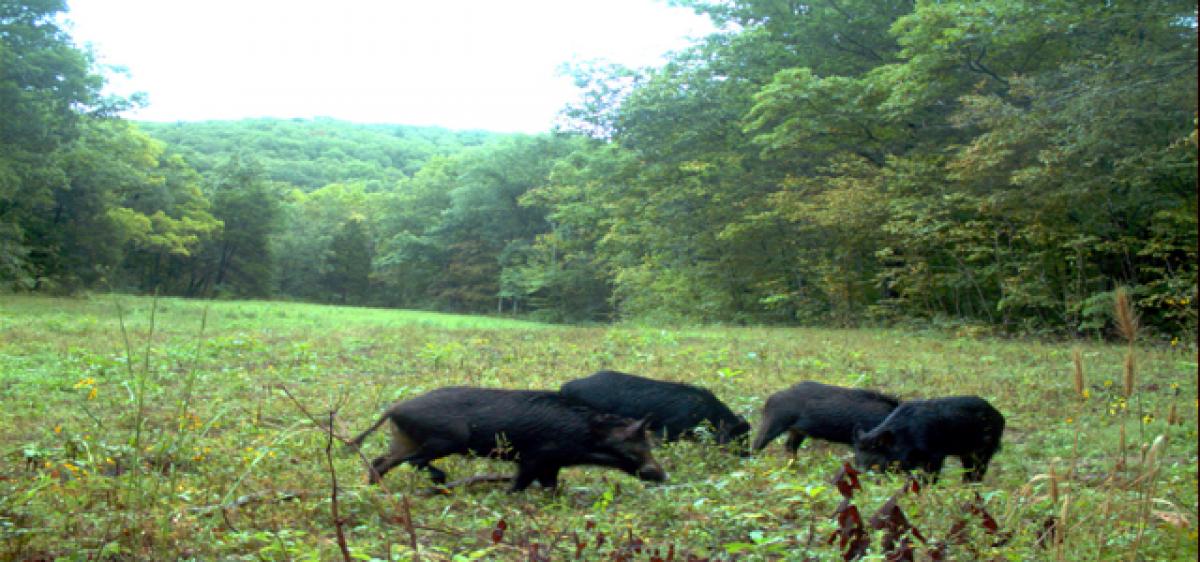 Wild boars destroy black gram crops