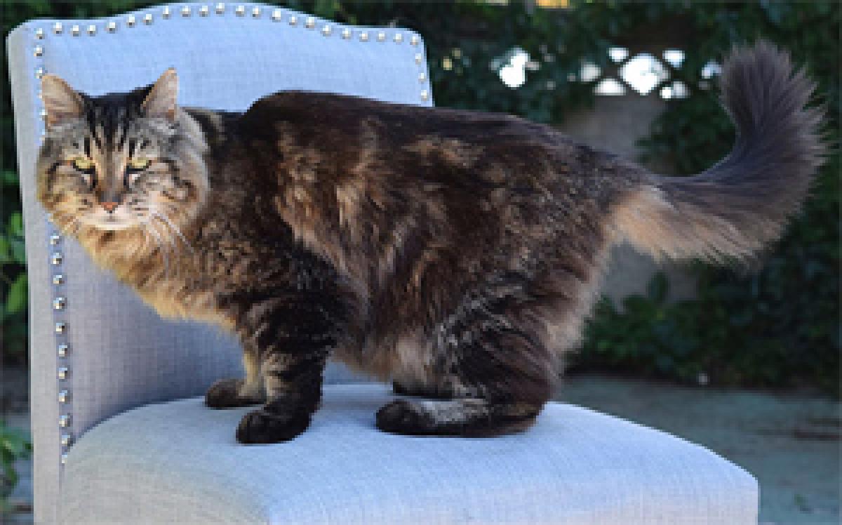 Meet the Worlds oldest cat Corduroy