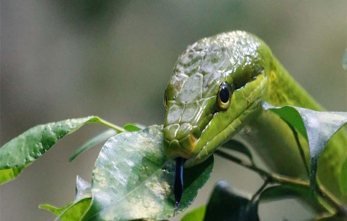 Creepy snake on luggage cart: Bangkok airport says sorry