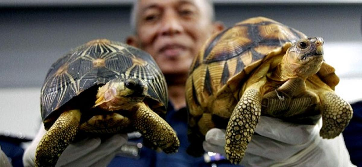 Malaysia : 330 smuggled endangered tortoises seized