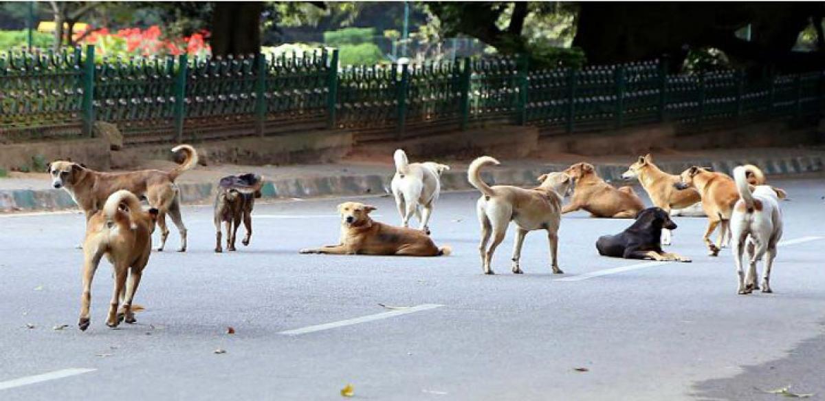 Control stray dog menace, says KTR