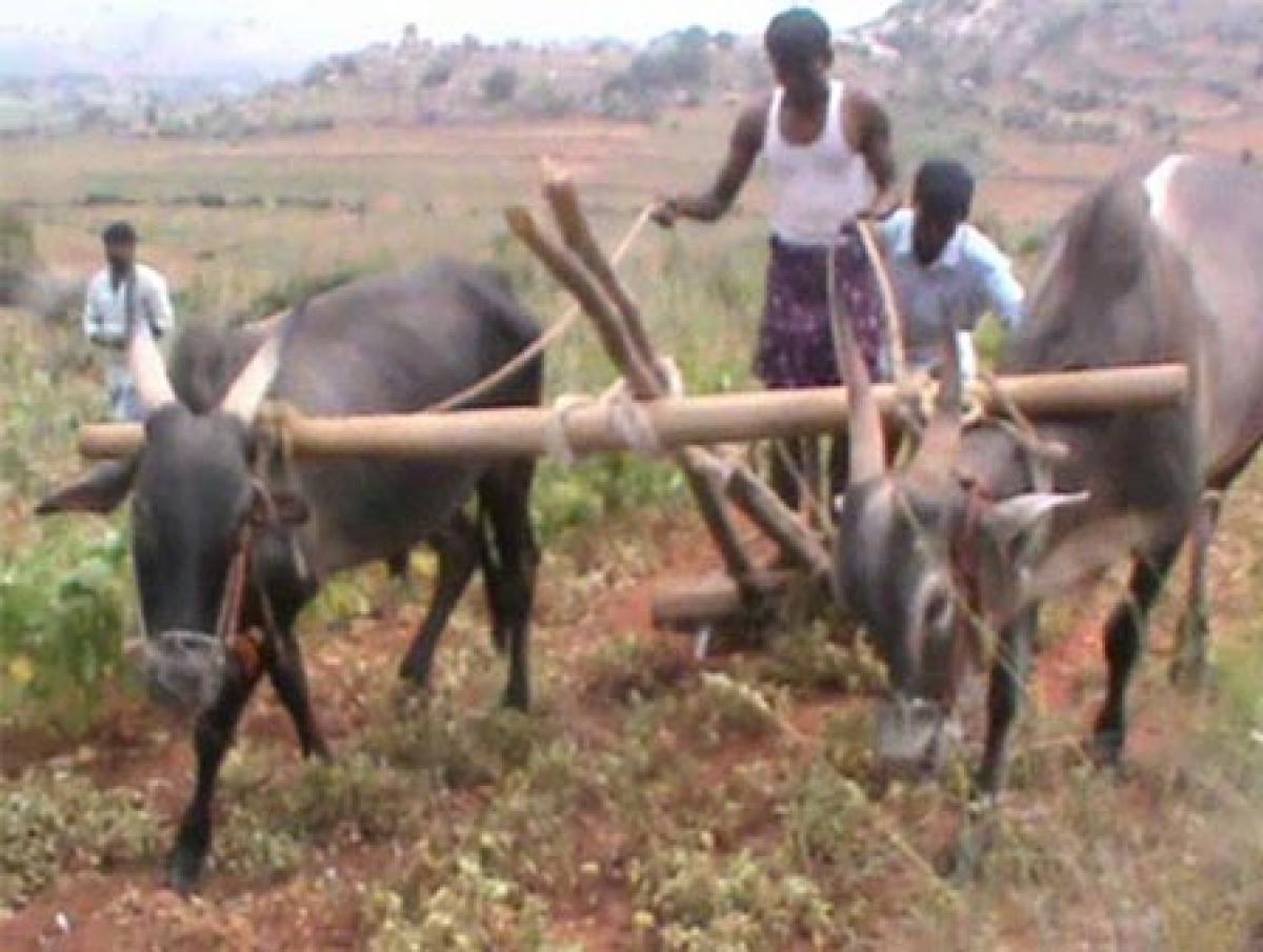 Puttaparthi farmers destroy withered groundnut crop