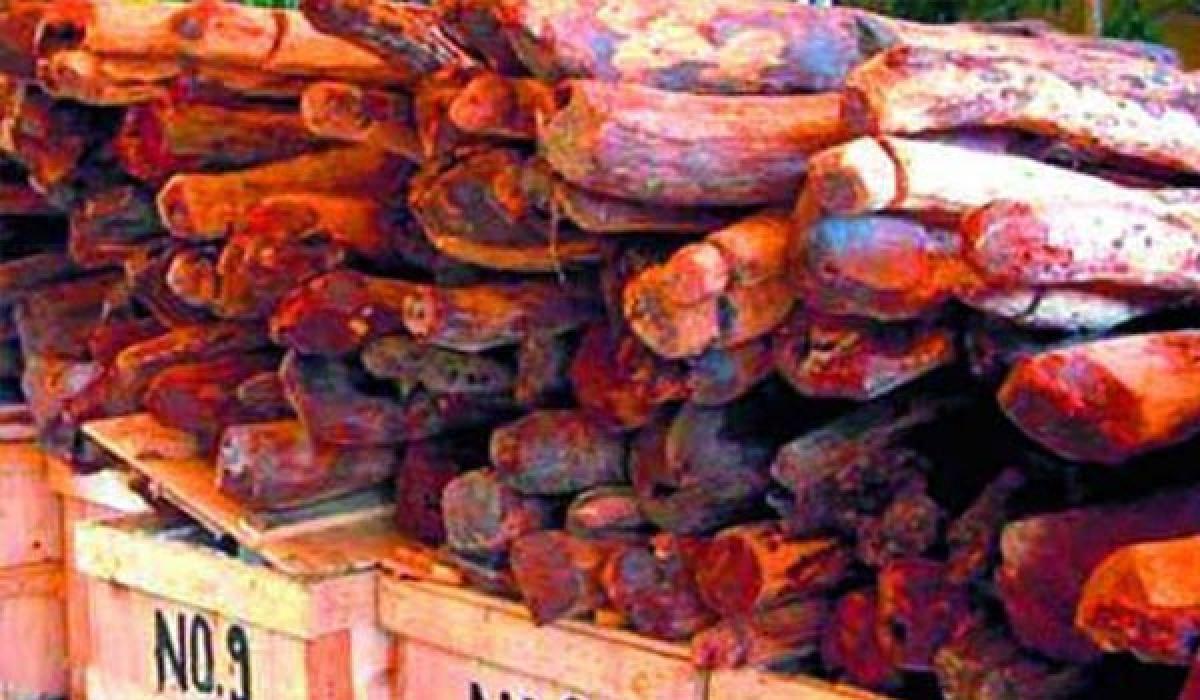 Auto driver held for red sanders smuggling