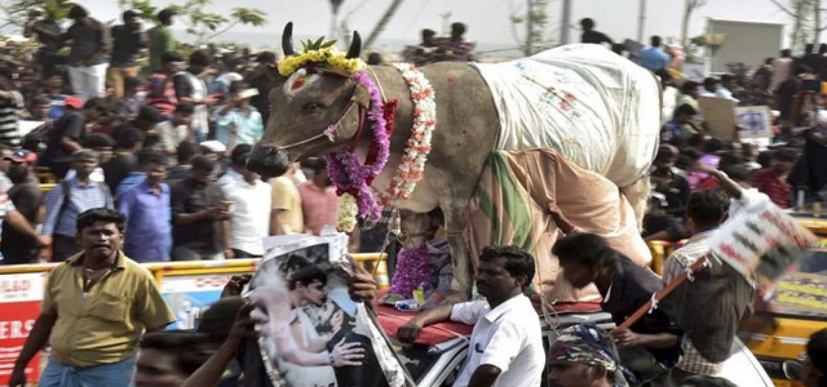 Ordinance issued;Jallikattu today