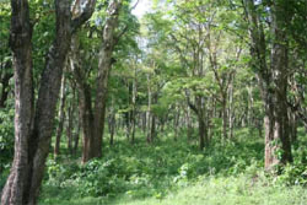 Forest Cover in Bangaru Telangana