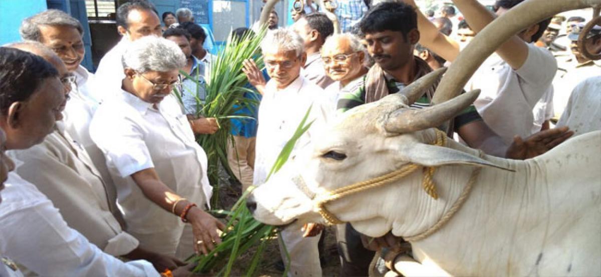 Minister launches vaccination for cattle