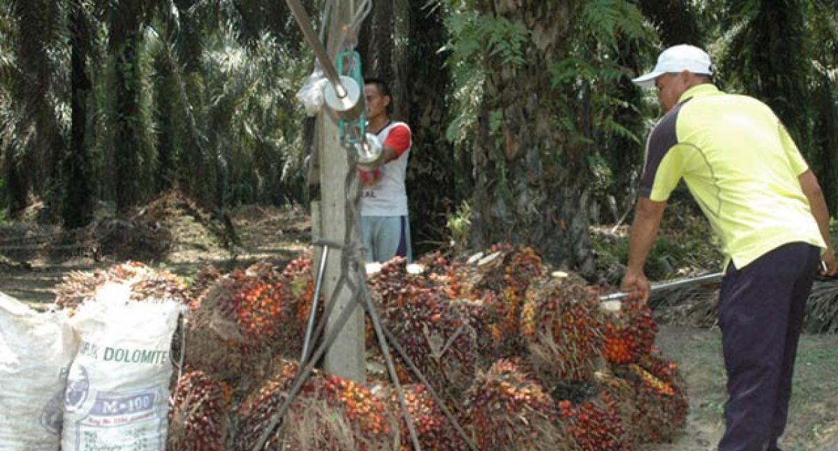 Good days for palm oil farmers