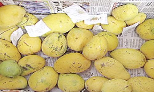 Nirmal Fruit traders using carbide to ripen mangos