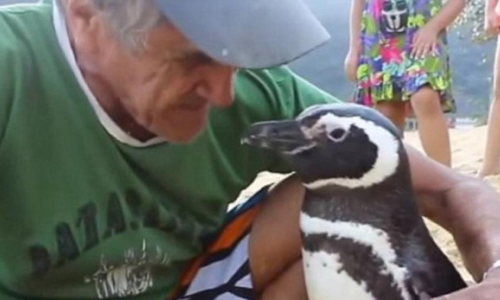 Brazilian Penguin and Fisherman Reunite Every Year After He Saved The Birds Life