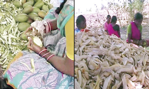 Traders form syndicate, fleece amchur farmers