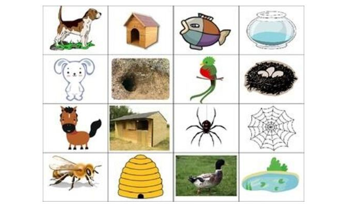 Learn about animal homes