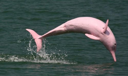 Satellites monitoring endangered pink dolphins in Brazil