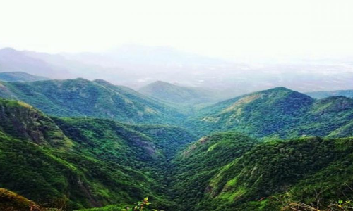 5 things to know about the Neelakurinji in Kodai