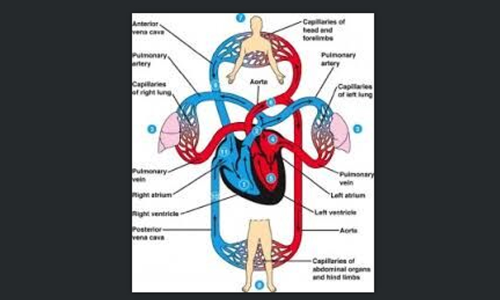 Blood and the circulatory system