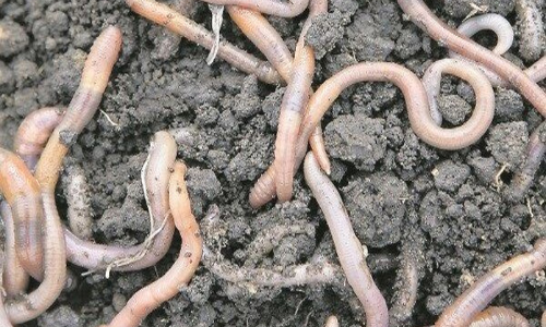 Worms may hold key to longer, stronger life: Study