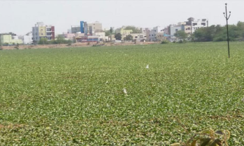 East Zone lakes on death bed