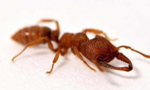 Cheetah Just Lost Its Fastest Animal Title To Dracula Ant & Its Exactly As Scary As It Sounds