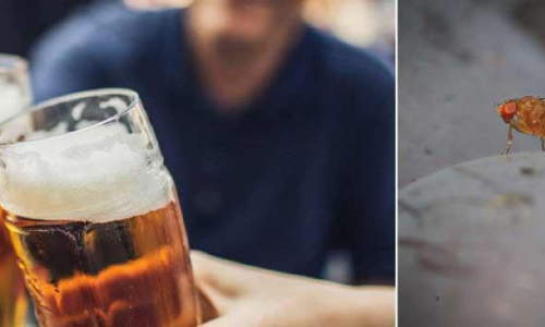 Why do flies suddenly appear every time you open a beer?