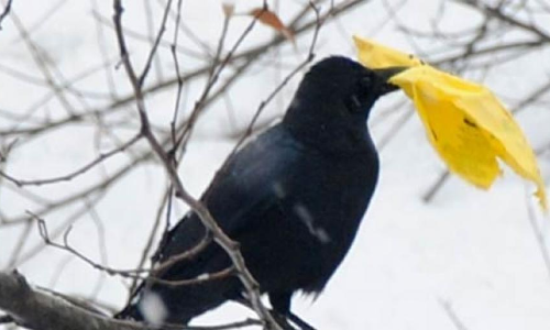 French theme park trains crows to pick up attractions litter