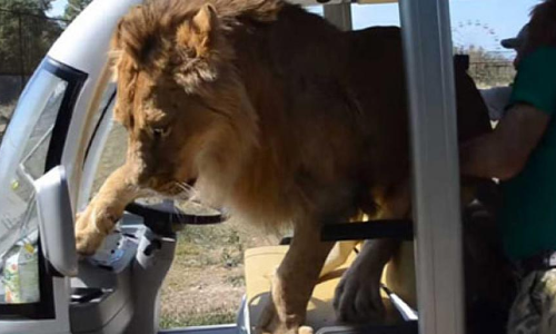 Watch: Lion Jumps Into Vehicle Full Of Tourists In Crimea