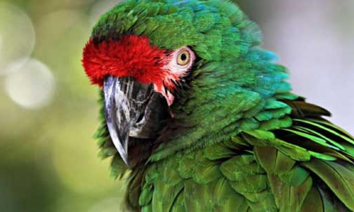 Parrots able to make complex economic decisions, study shows