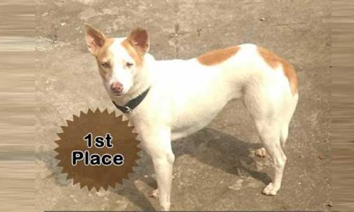 Act of Kindness: Adopted street dog winner of the PETA Cutest Indian Dog Alive contest