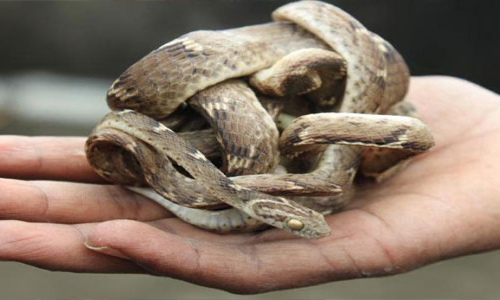 Snake rescue calls on the rise in Hyd