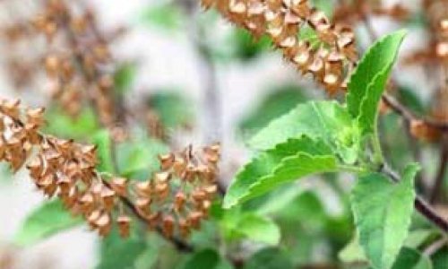 Tulasi leaves can help cure fluorosis