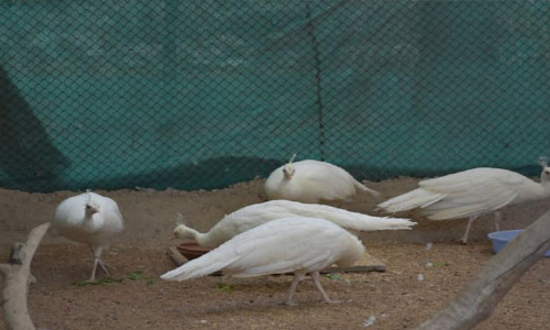 Inner wheel club adopts five birds at zoo