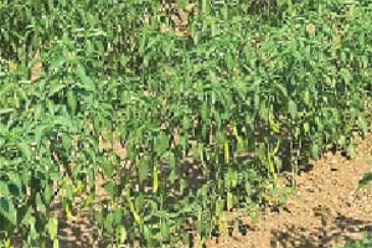 Climatic vagaries put chilli crops in the red