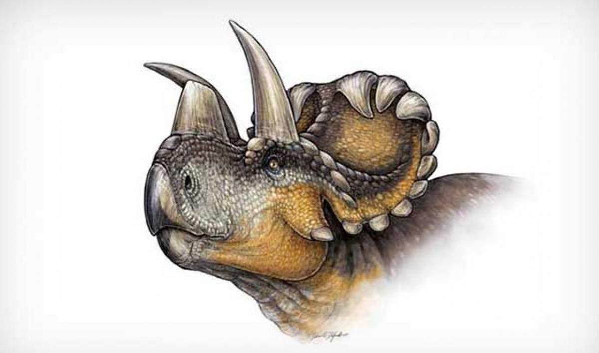 New Dinosaur With Halo of Horns Found in Canada