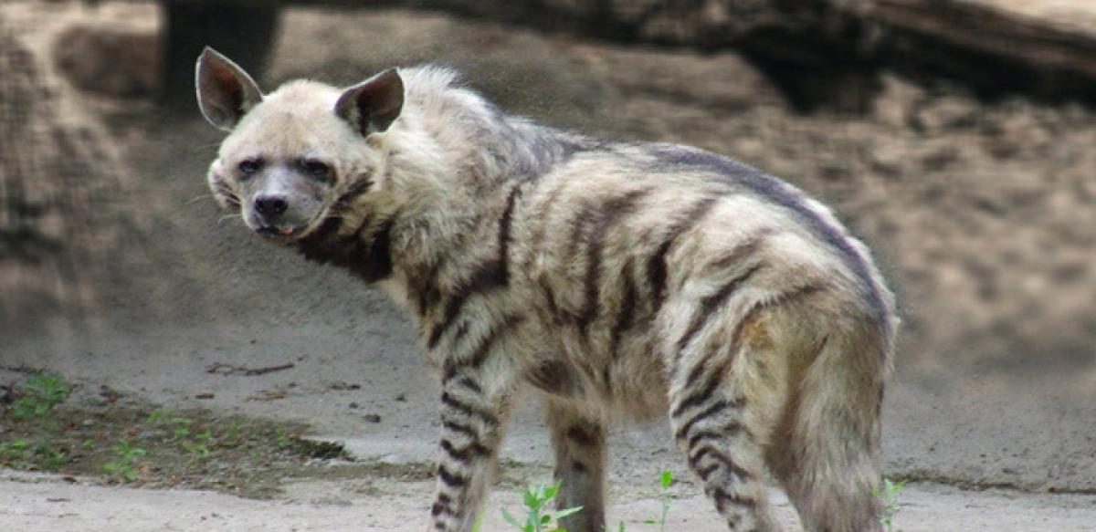 Striped mongoose, hyena found in Papikonda sanctuary