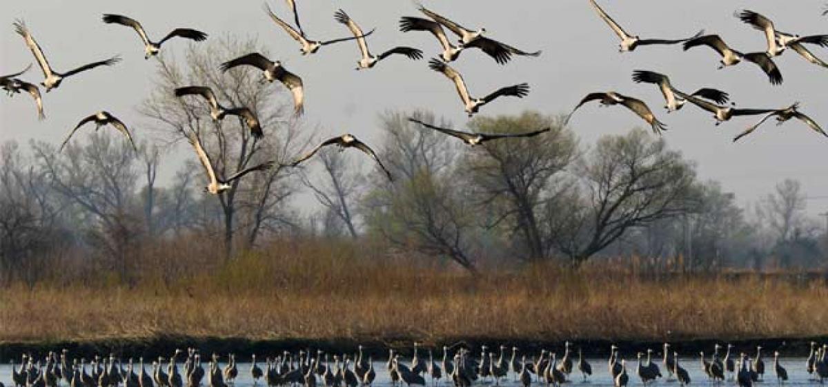 Migratory birds can fly nonstop for 10 months