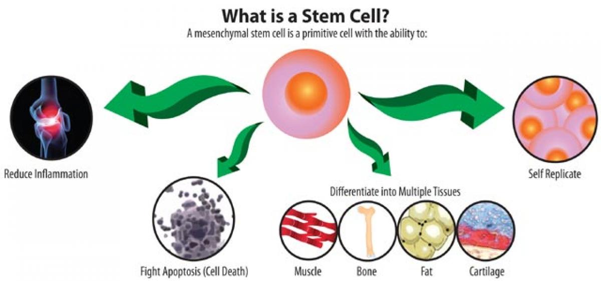 Stem cells and the art of giving