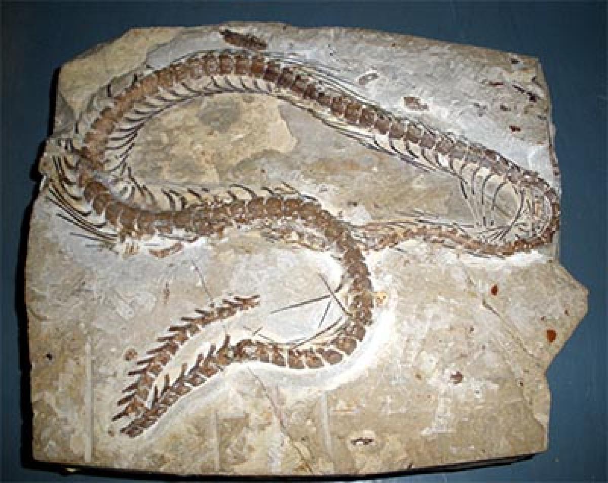Snakes’ ancestors had four legs