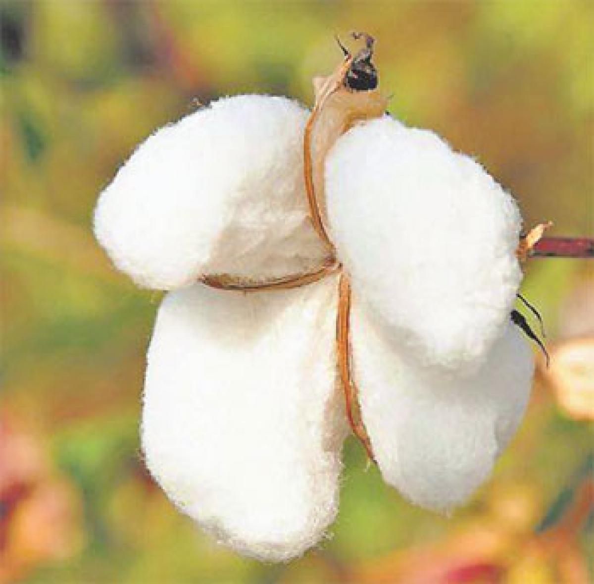 Cotton output may dip 11%: Report