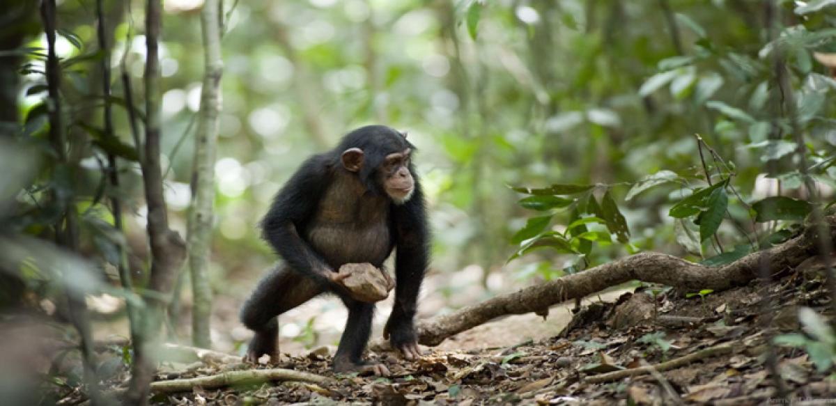 Chimpanzees love to throw stones at trees