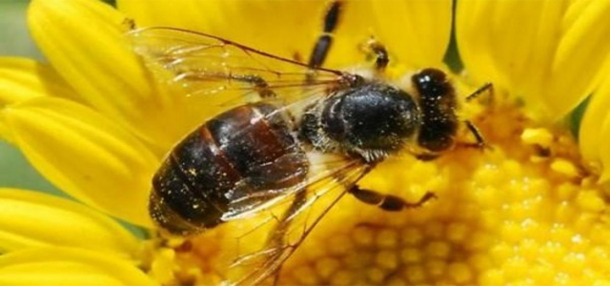 Bee, wasp stings more dangerous than snake, spider bites