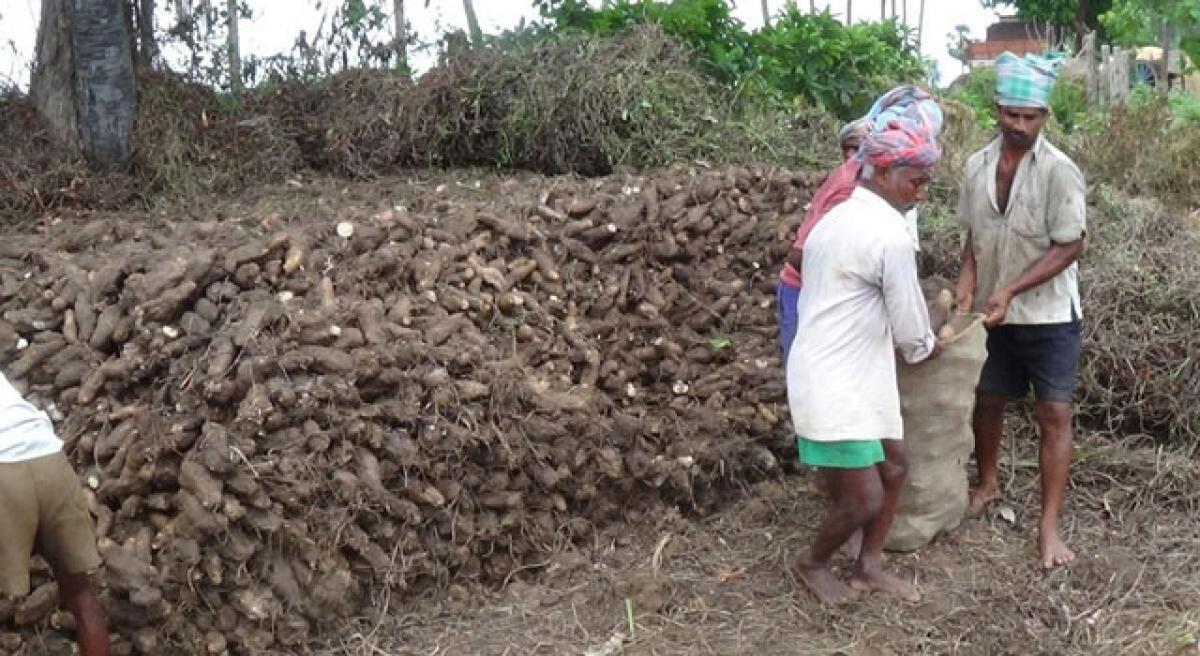 Greater yam farmers in doldrums due to slump in demand