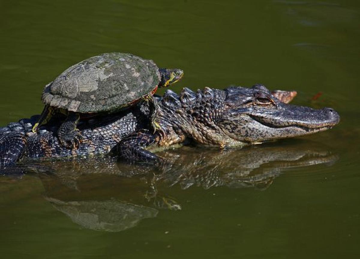 Find out Red-bellied turtles and Alligators in your corporate – HR message
