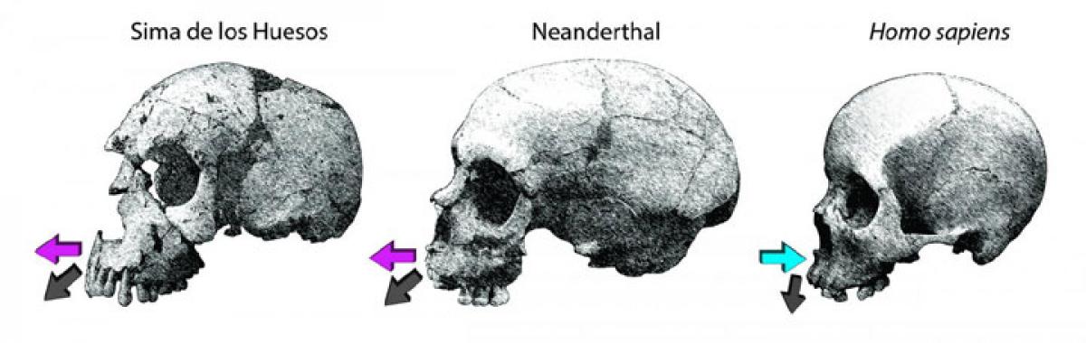 Why Neanderthals faces are different from humans