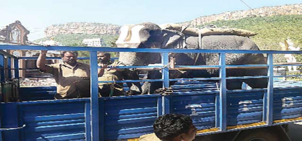 Rampaging elephant shifted from Tirumala