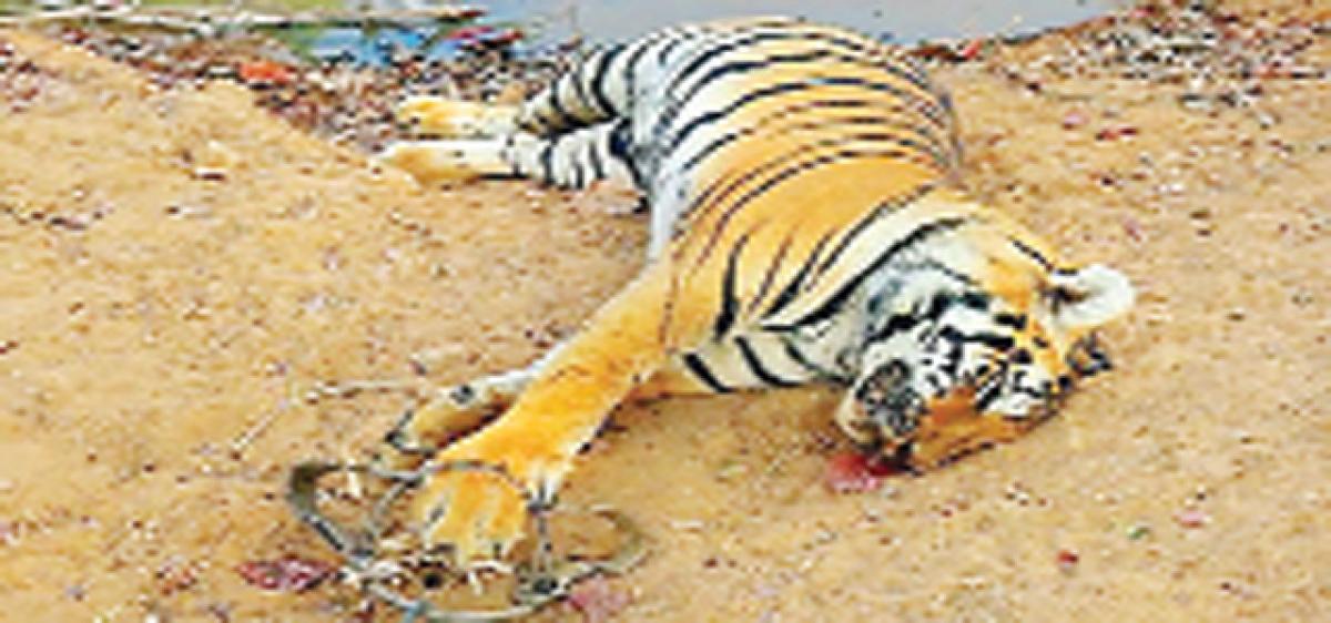 Killing of wild animals going unabated