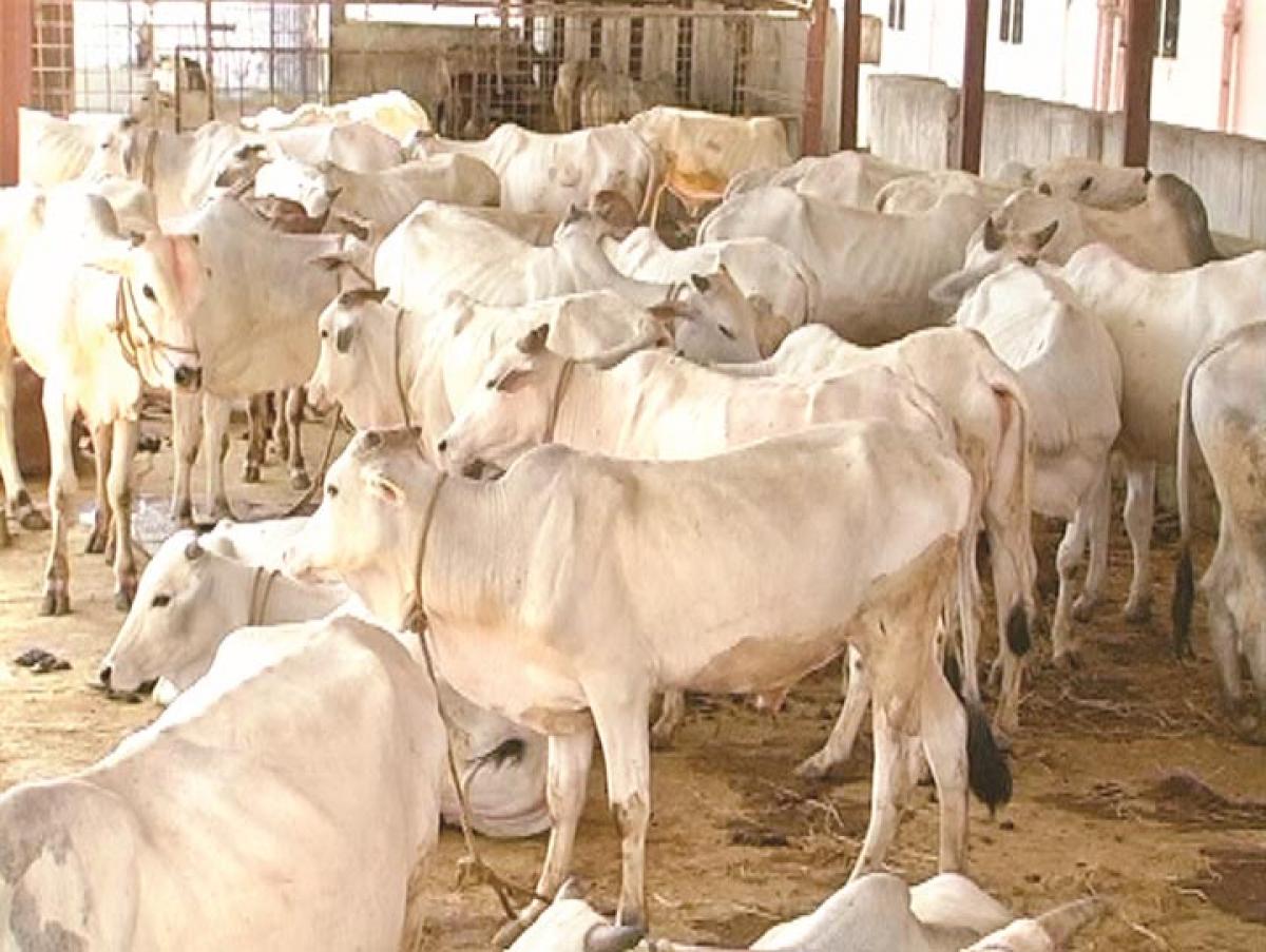 No one to care for holy cows at Vemulawada