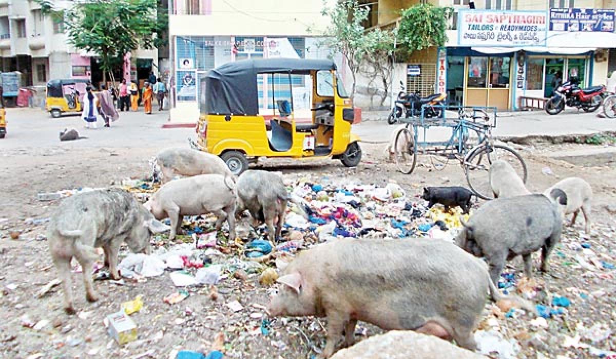 Pig menace trouble residents in Puttaparthi