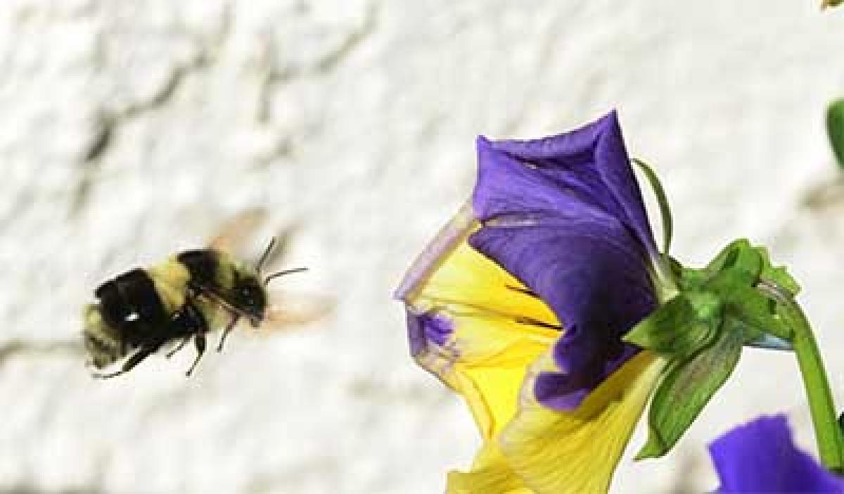 Flowers may endanger bees, serve as parasite hubs