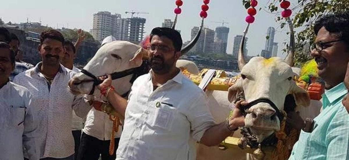 MLA rides bullock cart, presses for lifting ban on rural sport