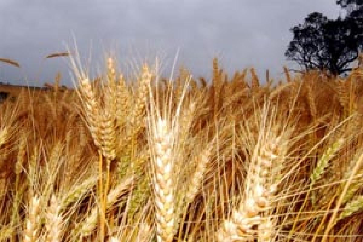 Wheat policy hits farmers hard