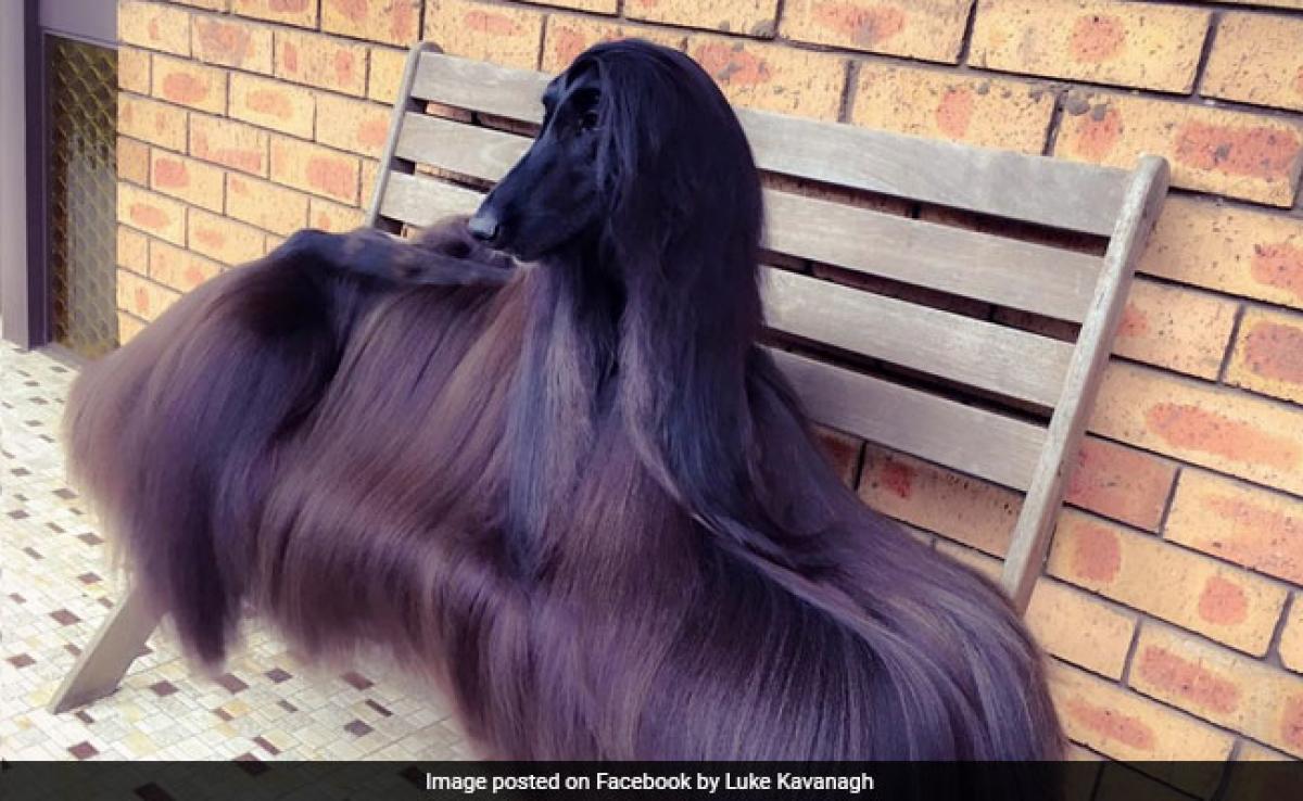 Stylish Australian dogs photo goes viral, becomes Internet sensation